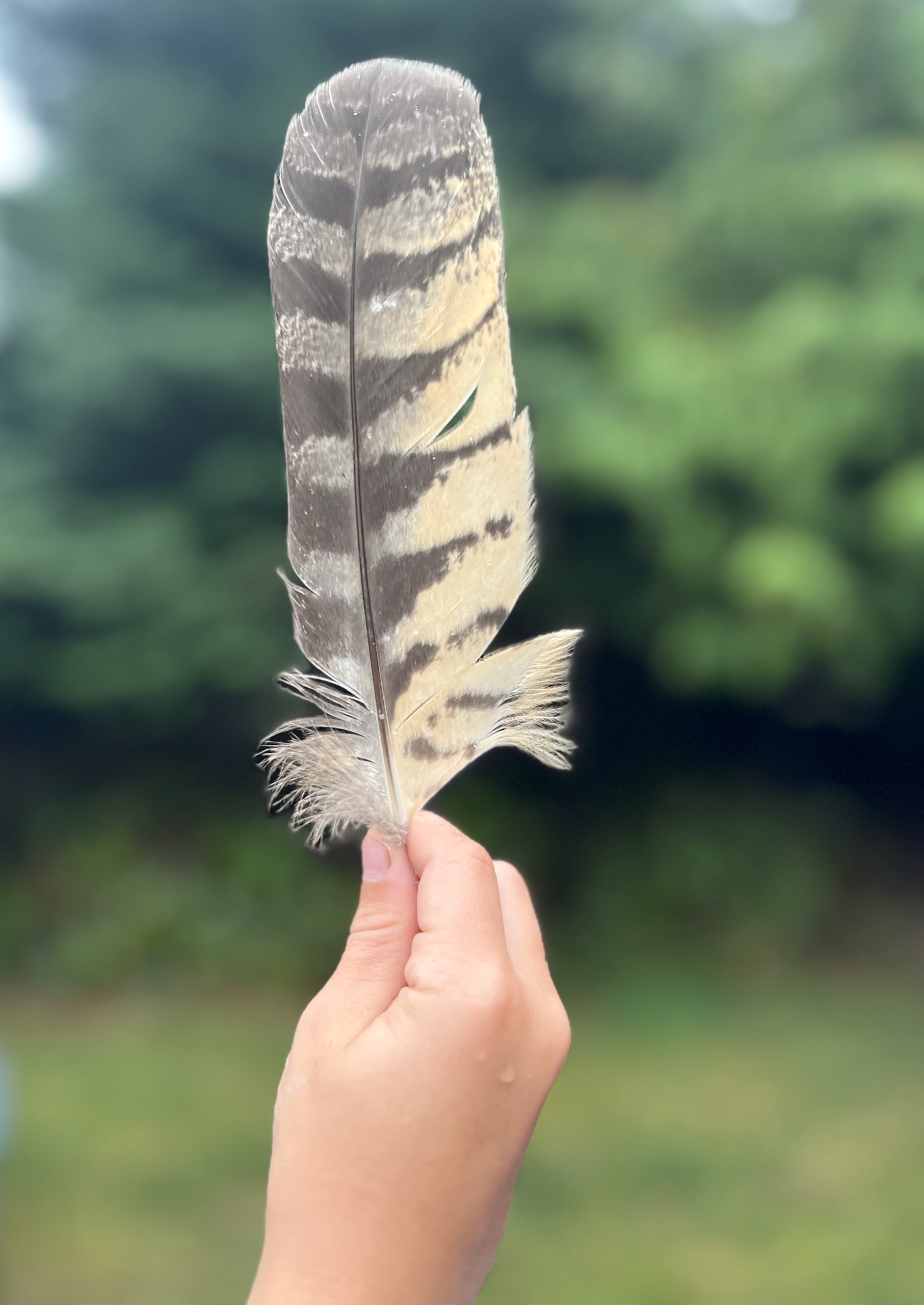 Hawk feather